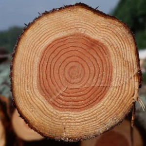 年輪さんのマイページ コロモー